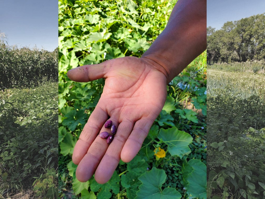 E71: Indigenous Farmworkers – “Do your work no matter what other people&nbsp;say”